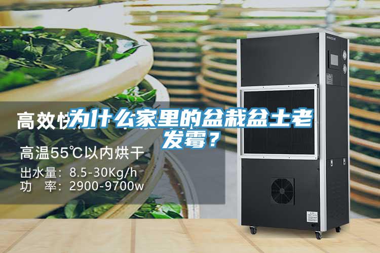 為什么家里的盆栽盆土老發(fā)霉？