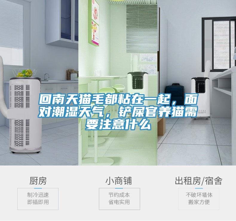 回南天貓毛都粘在一起，面對潮濕天氣，鏟屎官養(yǎng)貓需要注意什么
