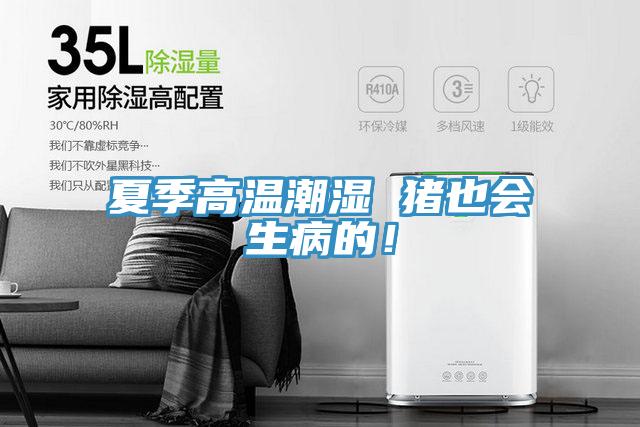 夏季高溫潮濕 豬也會生病的！