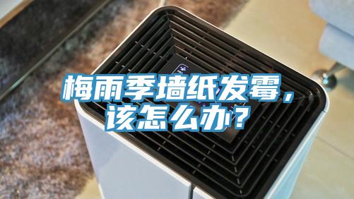 梅雨季墻紙發(fā)霉，該怎么辦？