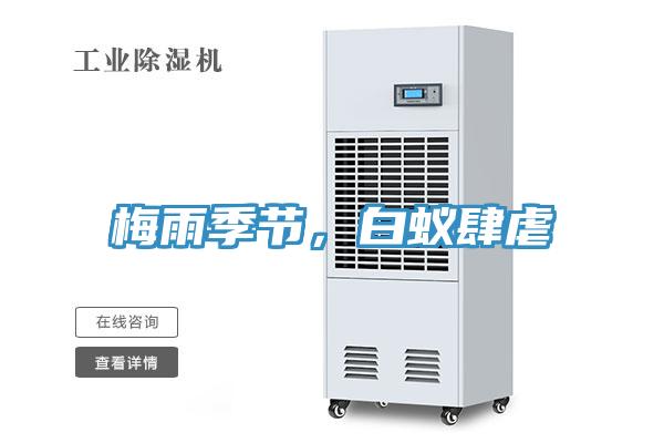 梅雨季節(jié)，白蟻肆虐