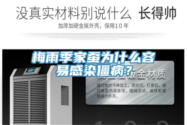 梅雨季家蠶為什么容易感染僵??？