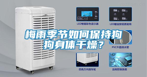 梅雨季節(jié)如何保持狗狗身體干燥？