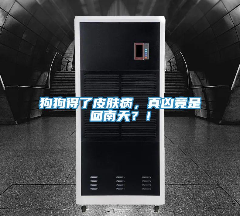 狗狗得了皮膚病，真兇竟是回南天？！