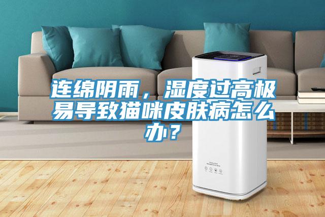 連綿陰雨，濕度過高極易導(dǎo)致貓咪皮膚病怎么辦？