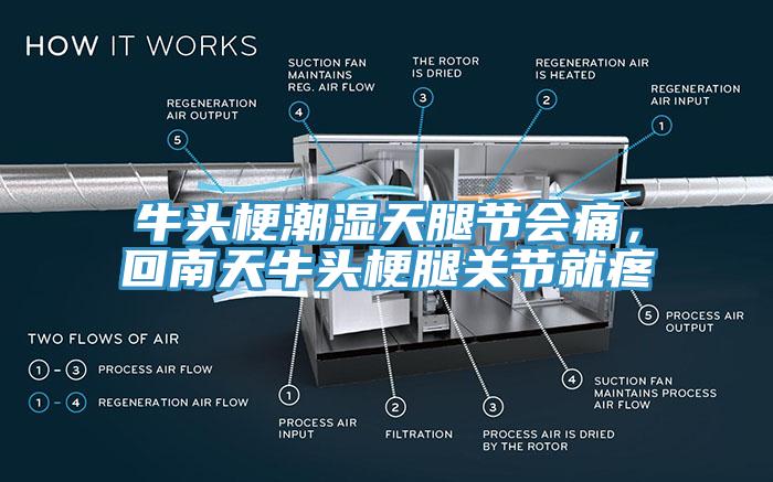 牛頭梗潮濕天腿節(jié)會痛，回南天牛頭梗腿關(guān)節(jié)就疼