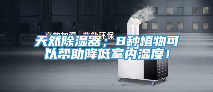 天然除濕器；8種植物可以幫助降低室內(nèi)濕度！